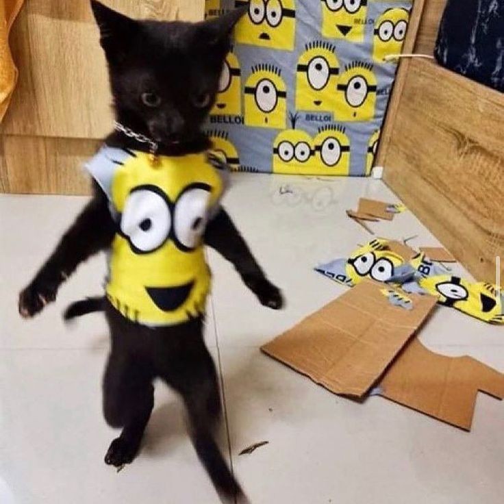 Funeraria DIVINA PROVIDENCIA