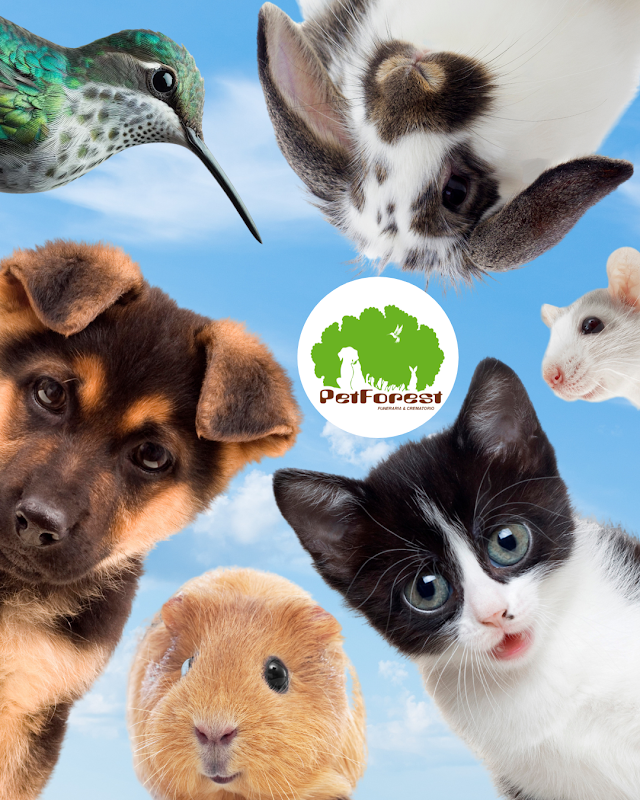Petforest Funeraria de mascotas