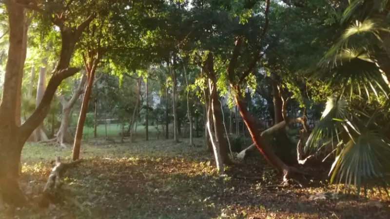 Sanctum Forest