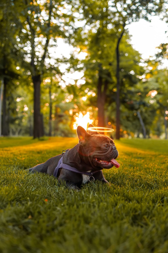 Cremación de mascotas en México: todo lo que necesitas saber en 2026